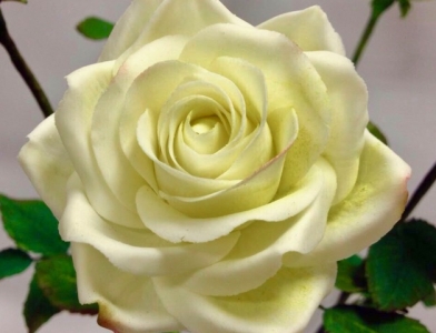 Роза белая 40 см